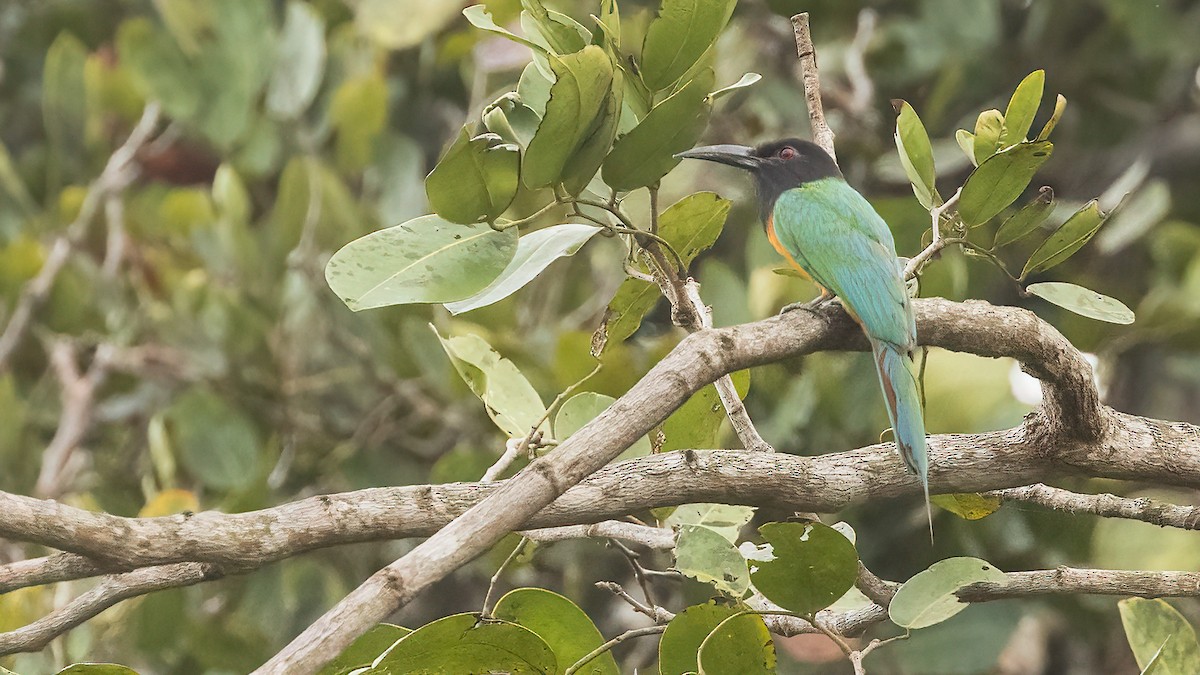 Black-headed Bee-eater - ML513500401