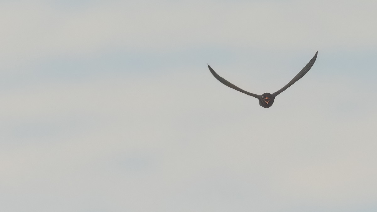 African River Martin - Robert Tizard