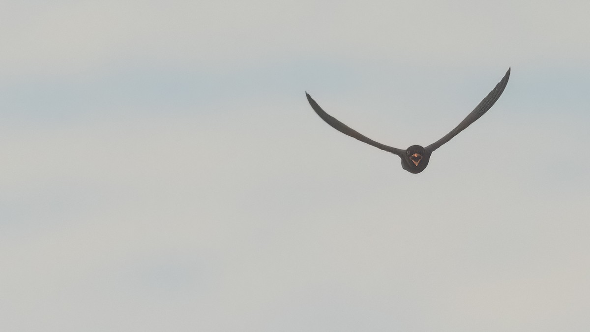 African River Martin - Robert Tizard