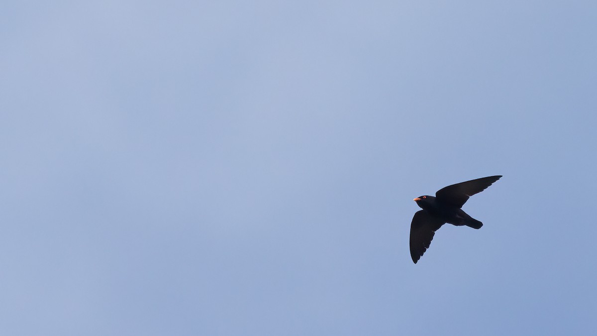 African River Martin - ML513500451