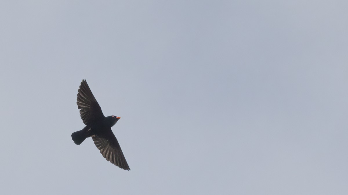 African River Martin - ML513500461