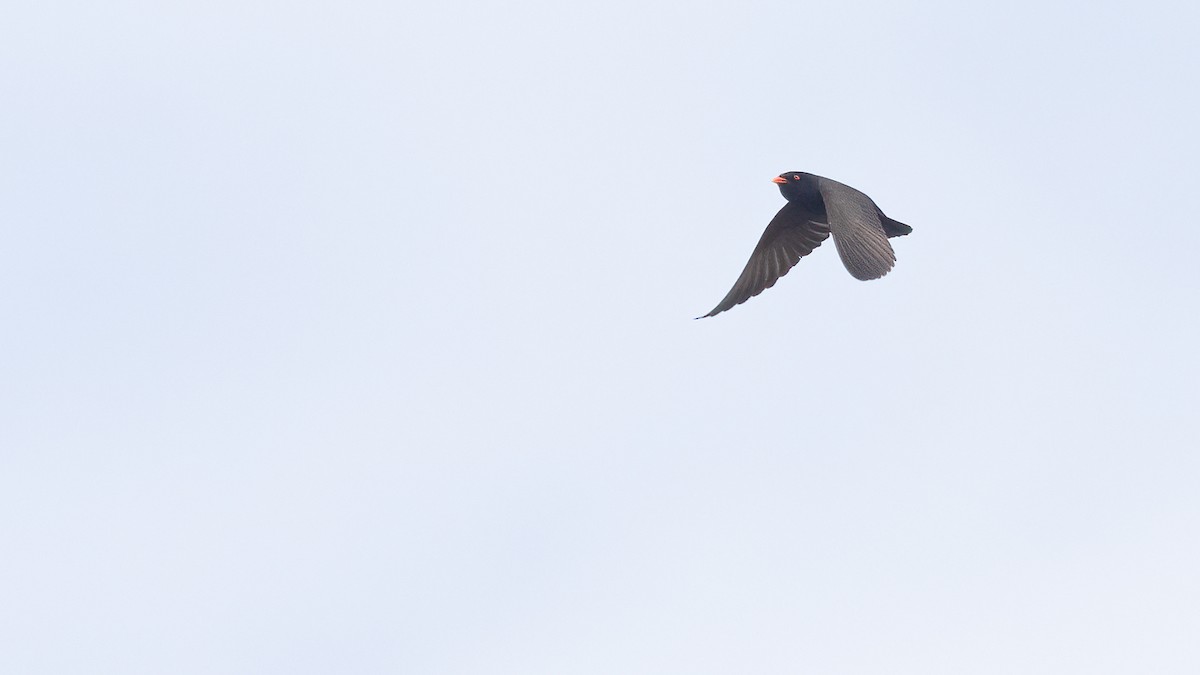 African River Martin - Robert Tizard