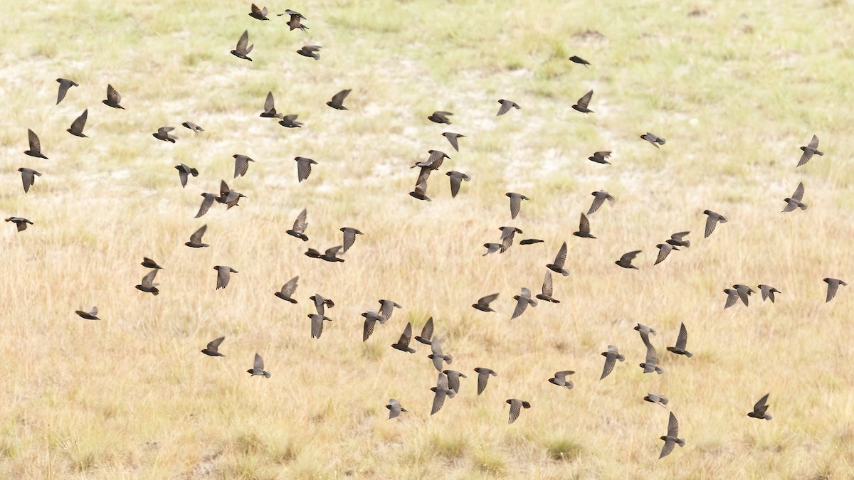 African River Martin - ML513500511