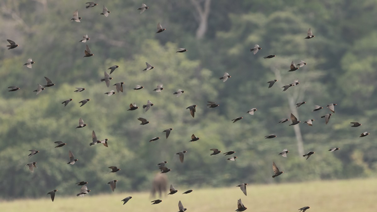 African River Martin - ML513500541