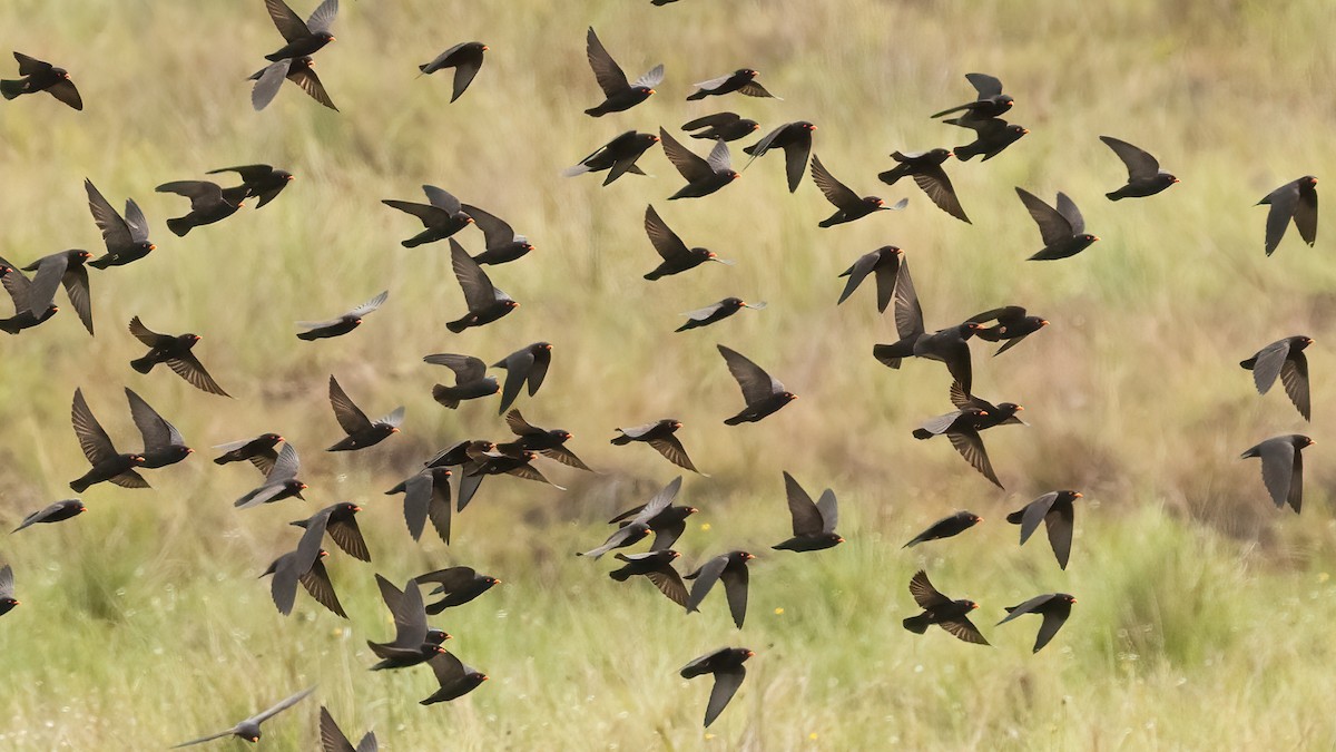 African River Martin - ML513500551