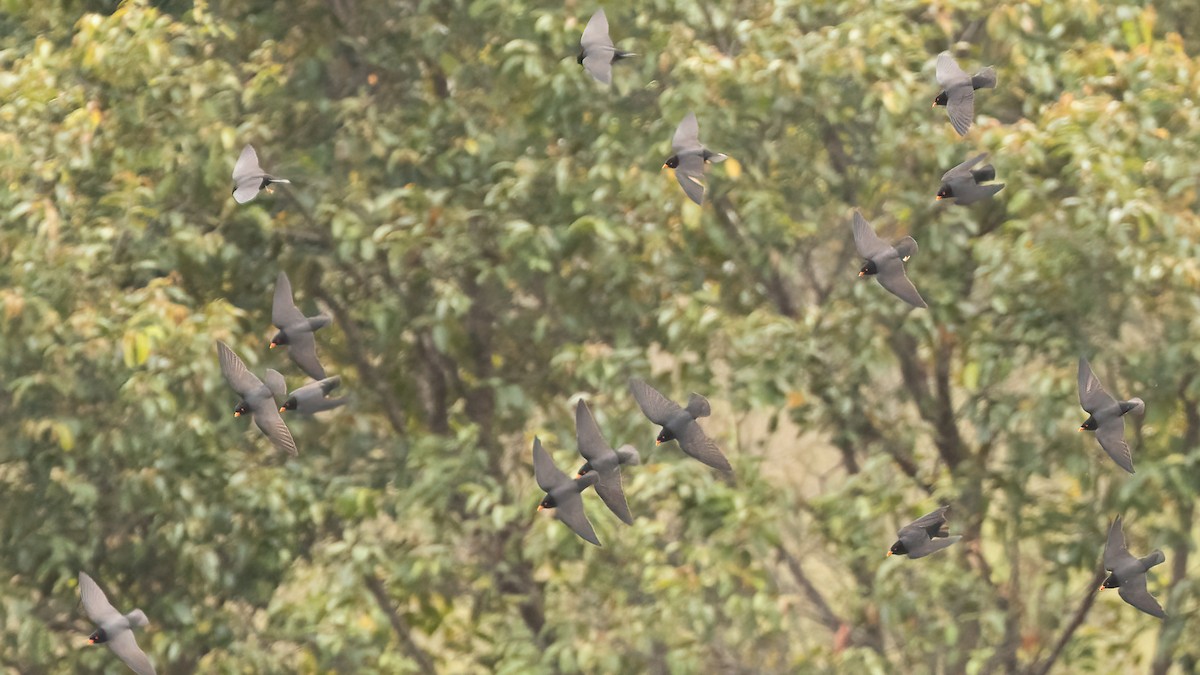 African River Martin - ML513500581