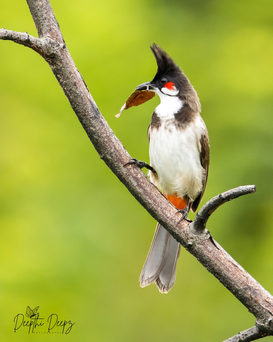 Red-whiskered Bulbul - ML513500611