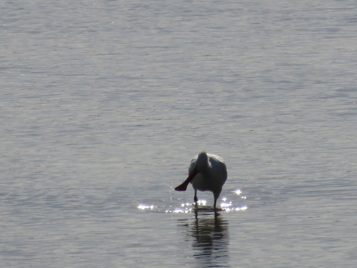 Eurasian Spoonbill - ML513500991