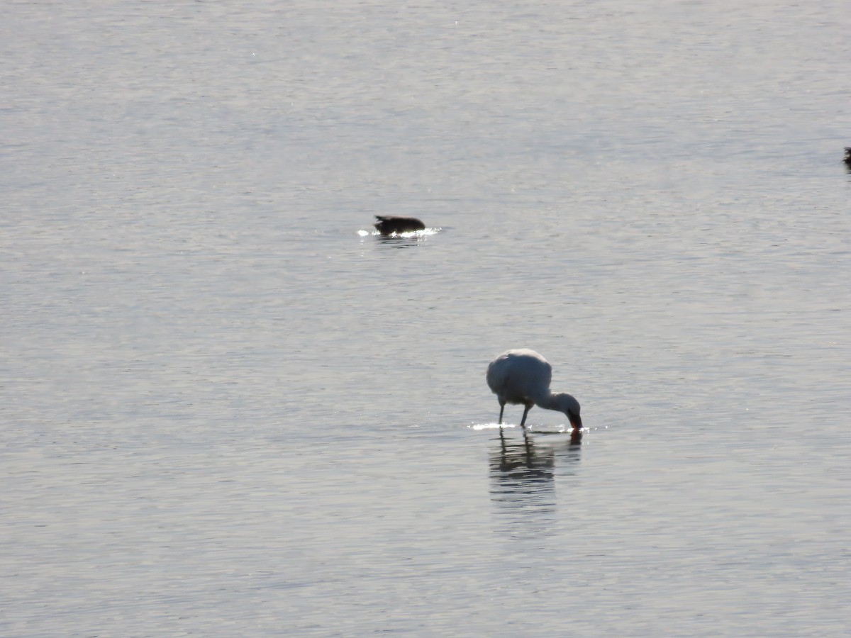 Eurasian Spoonbill - ML513501001