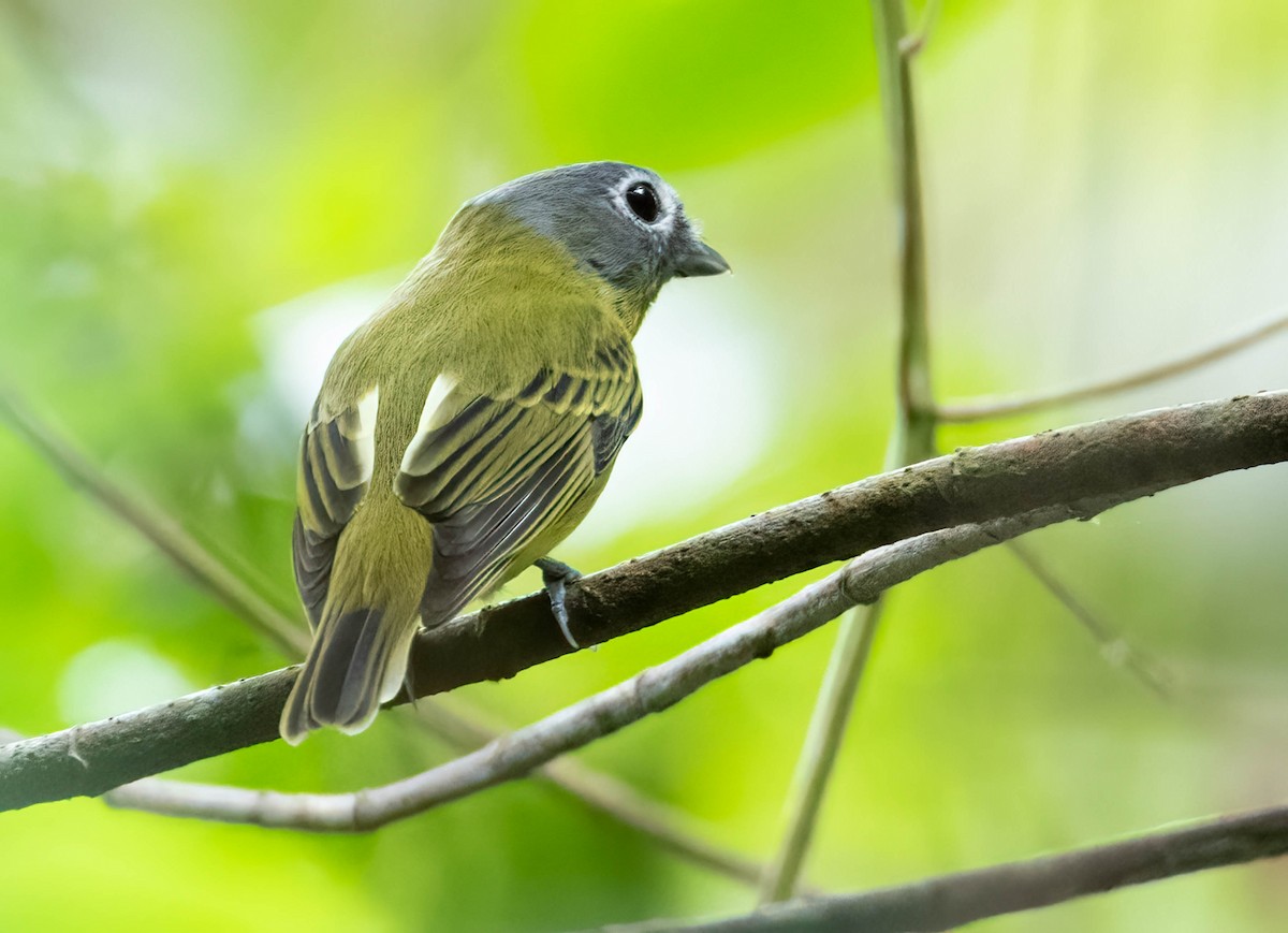 Gray-headed Piprites - Chris Griffin