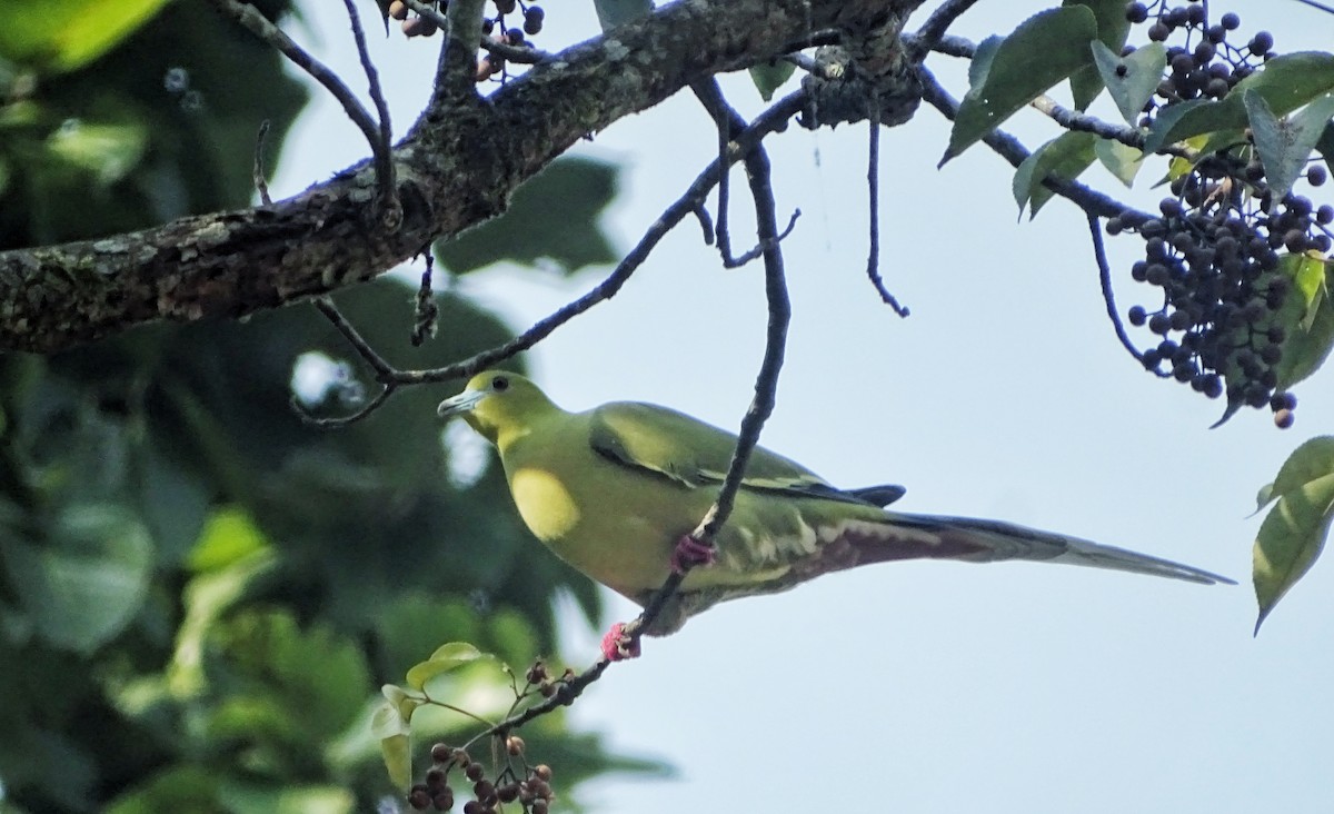 Pin-tailed Green-Pigeon - Debjit  Mukherjee