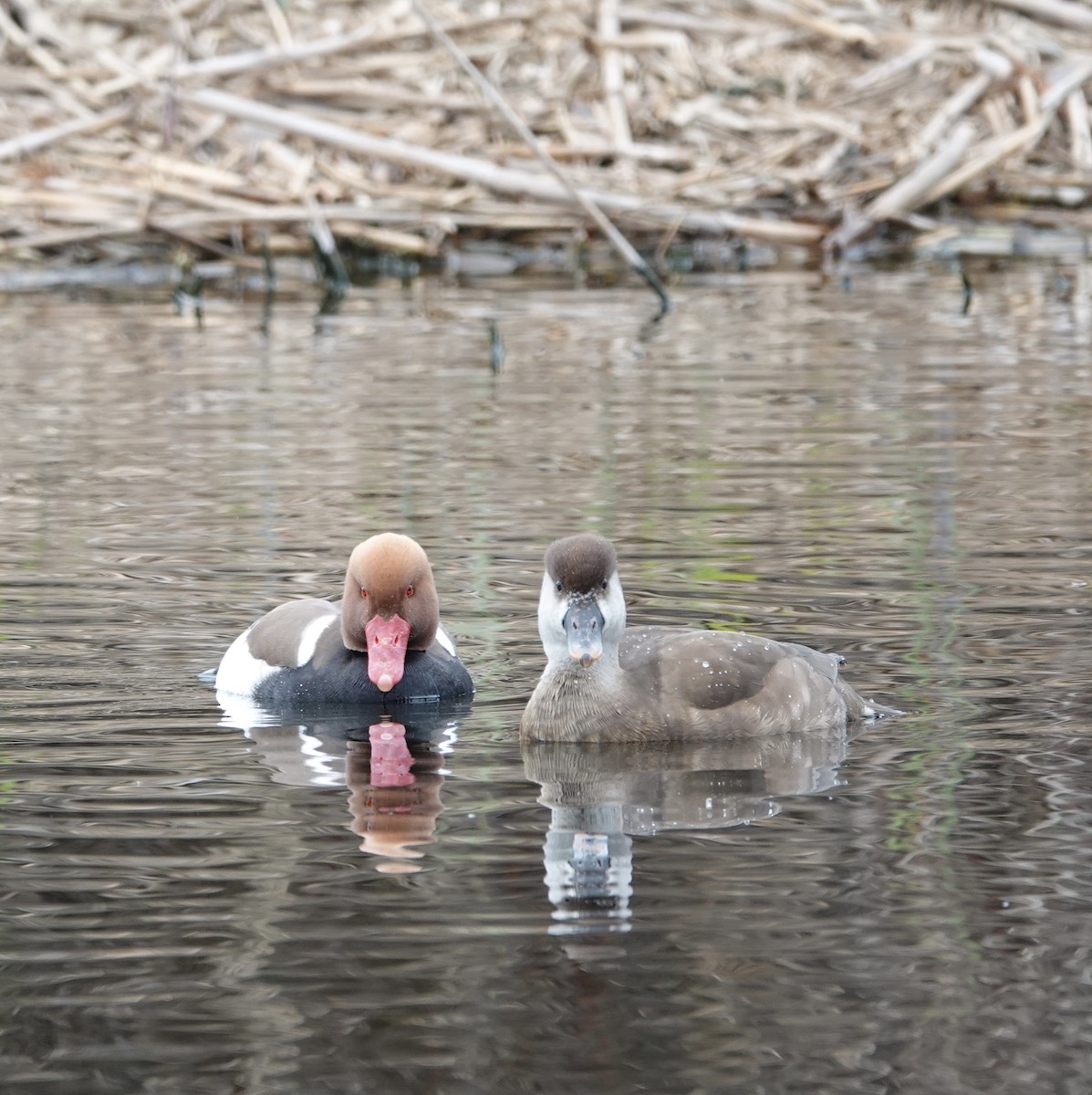 Red-crested Pochard - deidre asbjorn