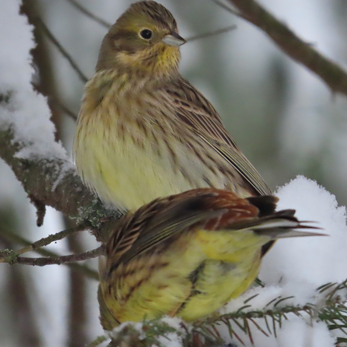 Yellowhammer - ML513504991