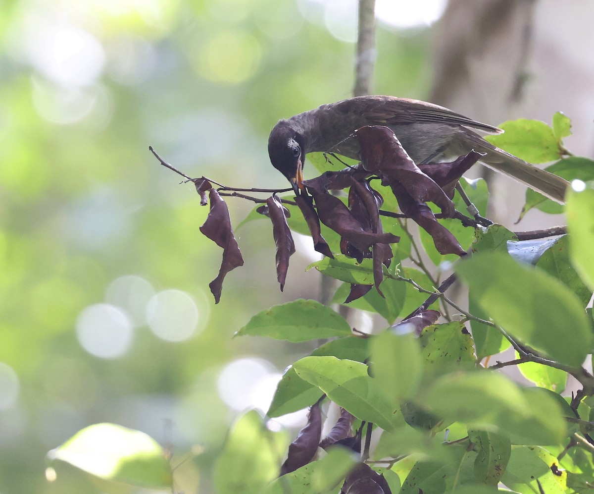 Bridled Honeyeater - ML513505001