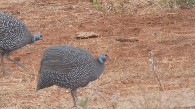 Helmeted Guineafowl - ML513506141