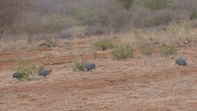 Helmeted Guineafowl - ML513506151