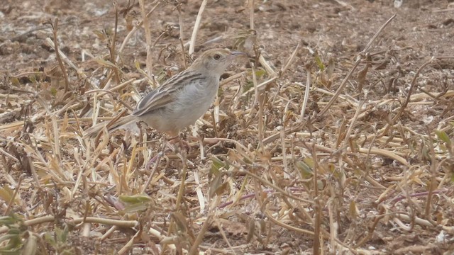 Rattling Cisticola - ML513506501