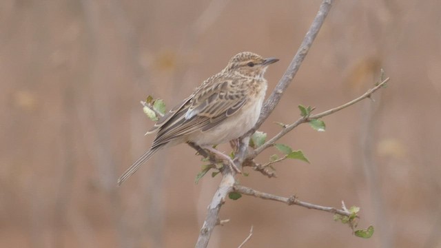 ub. spurvefugl (Passeriformes sp.) - ML513506731