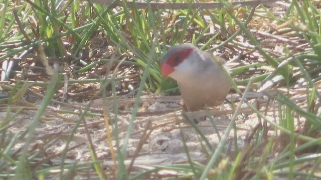 Common Waxbill - ML513506881