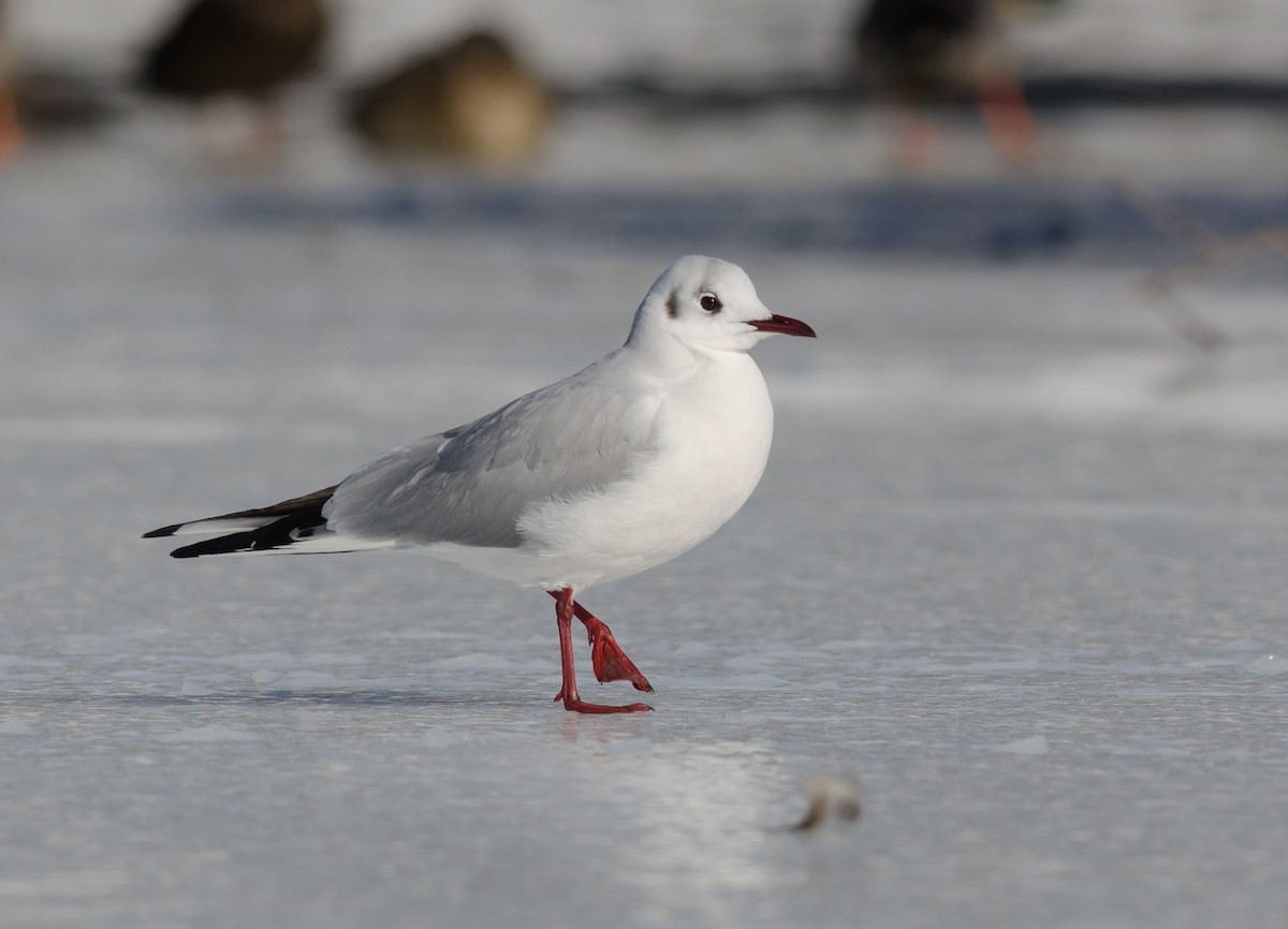 Black-headed Gull - ML51350721