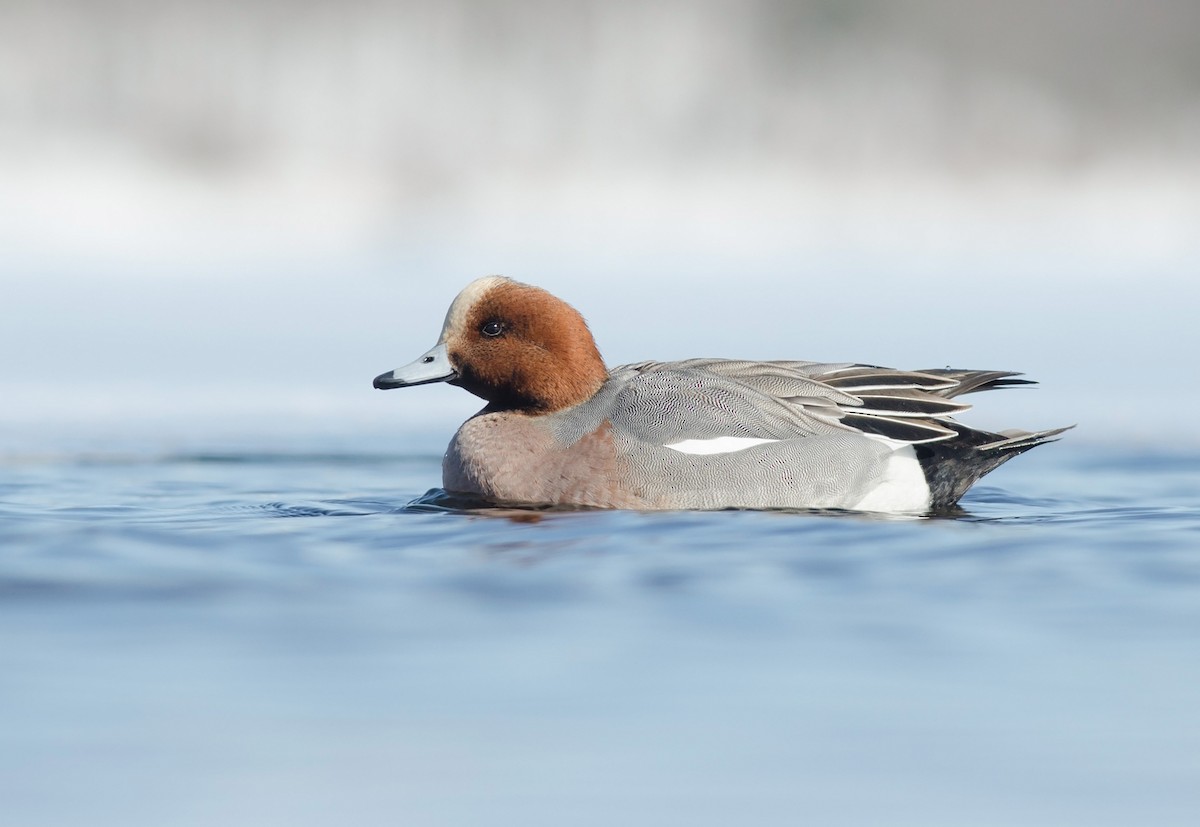 Eurasian Wigeon - ML51350771