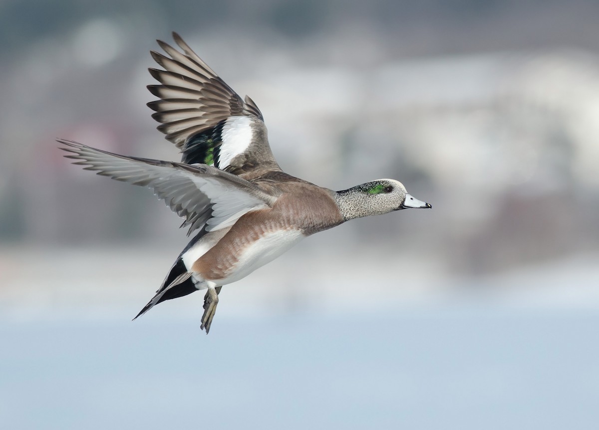 American Wigeon - Alix d'Entremont