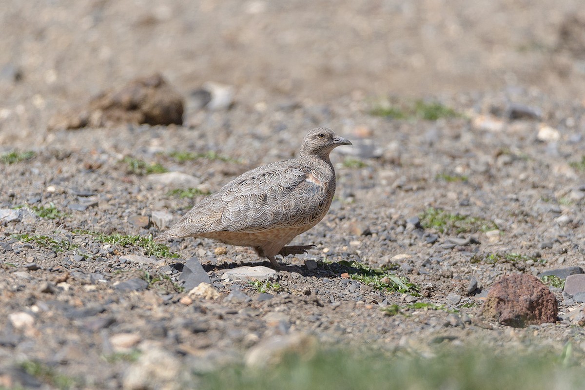 Rufous-bellied Seedsnipe - ML513510231