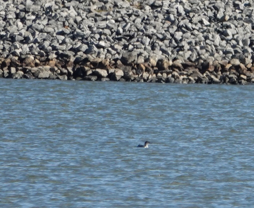 Common Loon - ML513510491