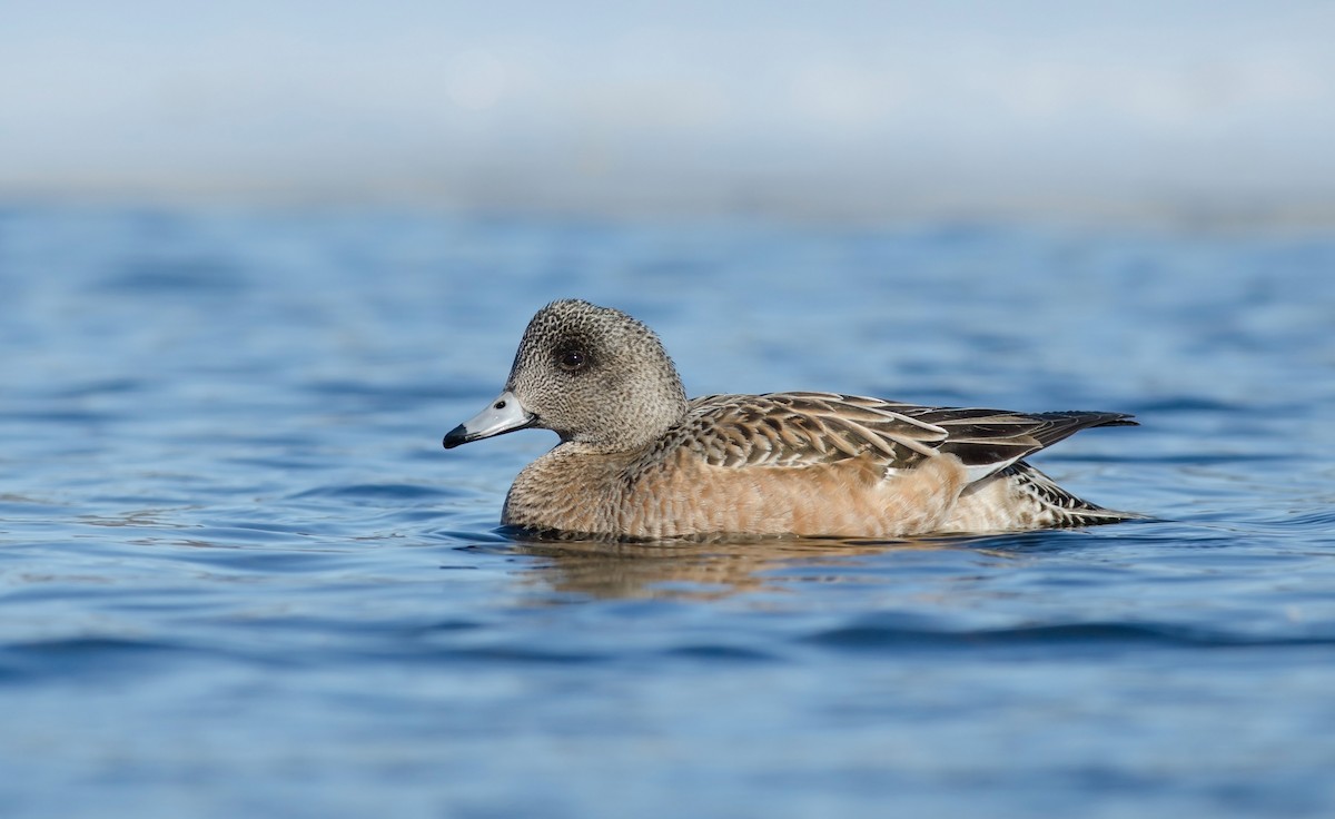 American Wigeon - Alix d'Entremont