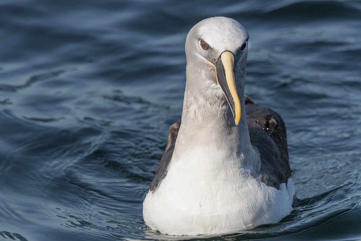 Buller's Albatross - ML513510511