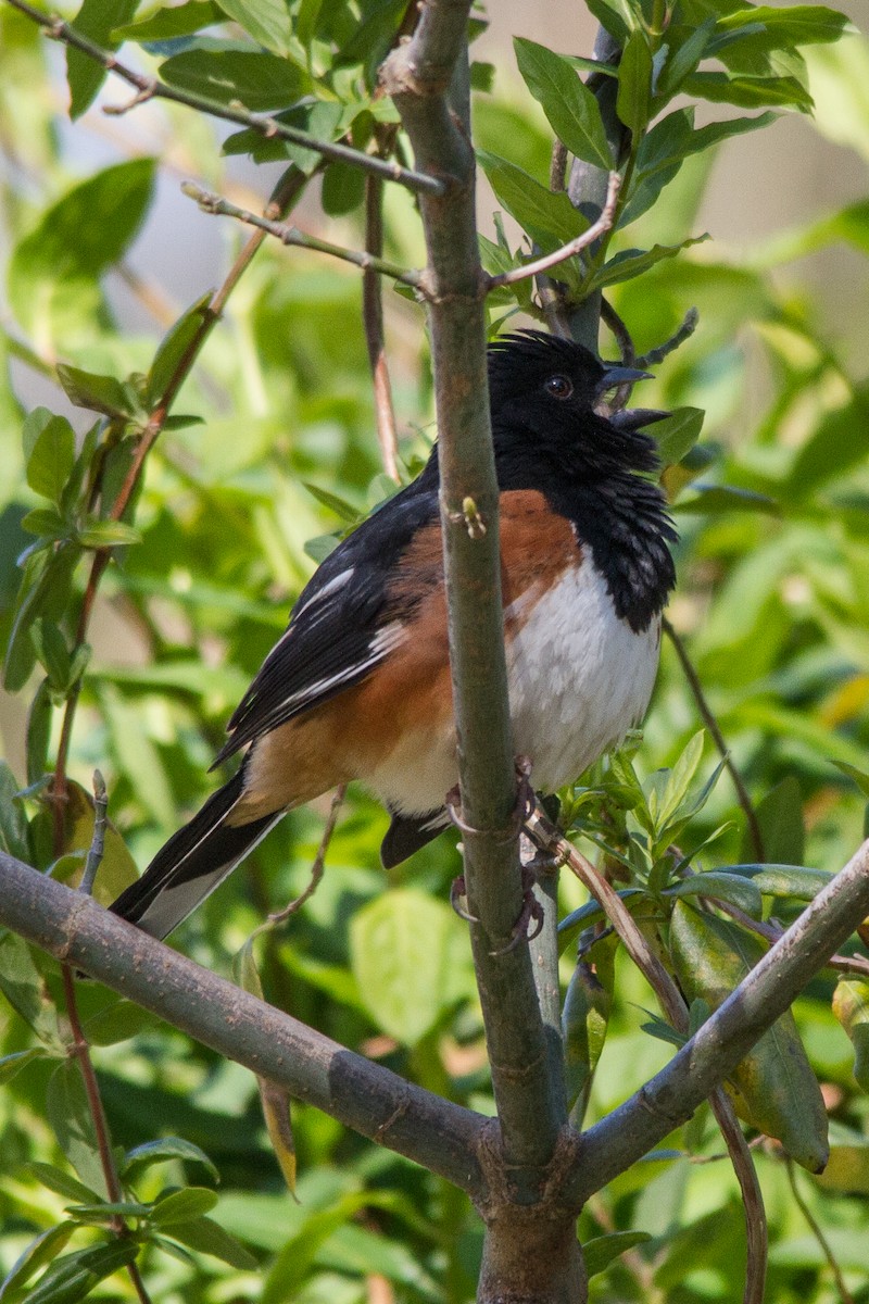 Eastern Towhee - ML51351101