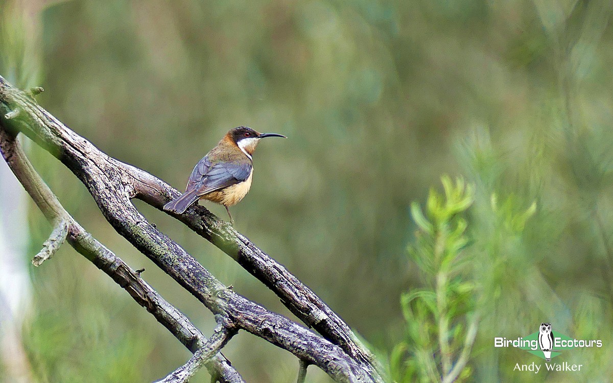 Eastern Spinebill - ML513511431