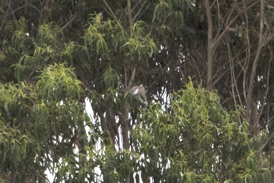 Fieldfare - ML513512411