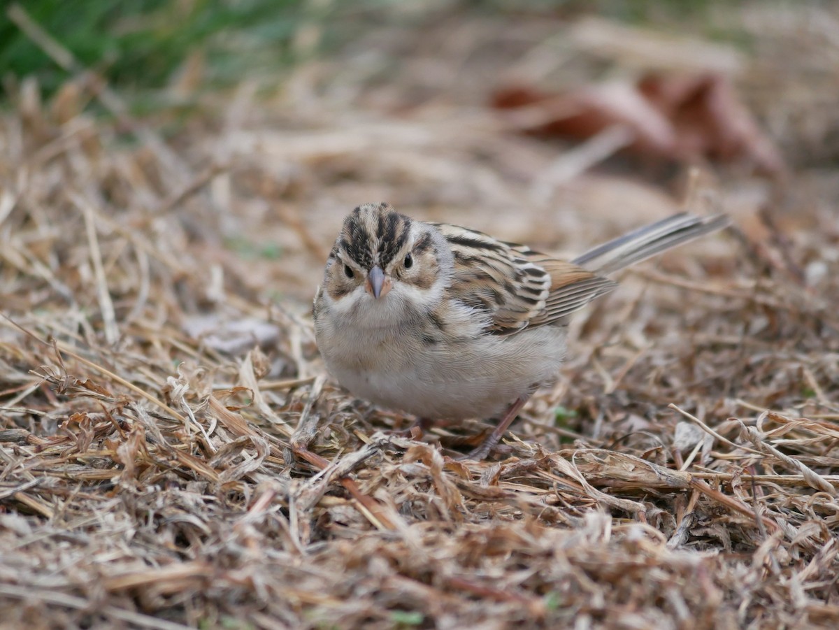 Clay-colored Sparrow - Andy Belt