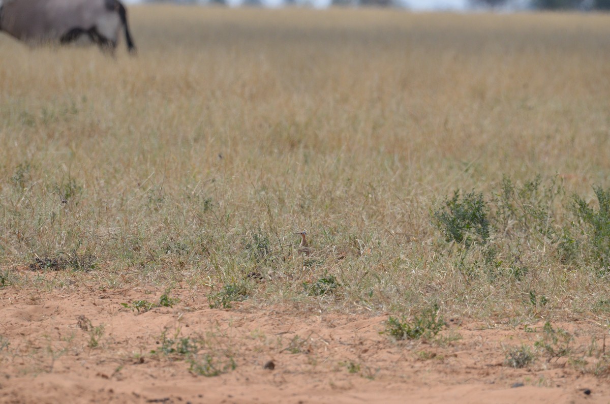 Burchell's Courser - ML513514461