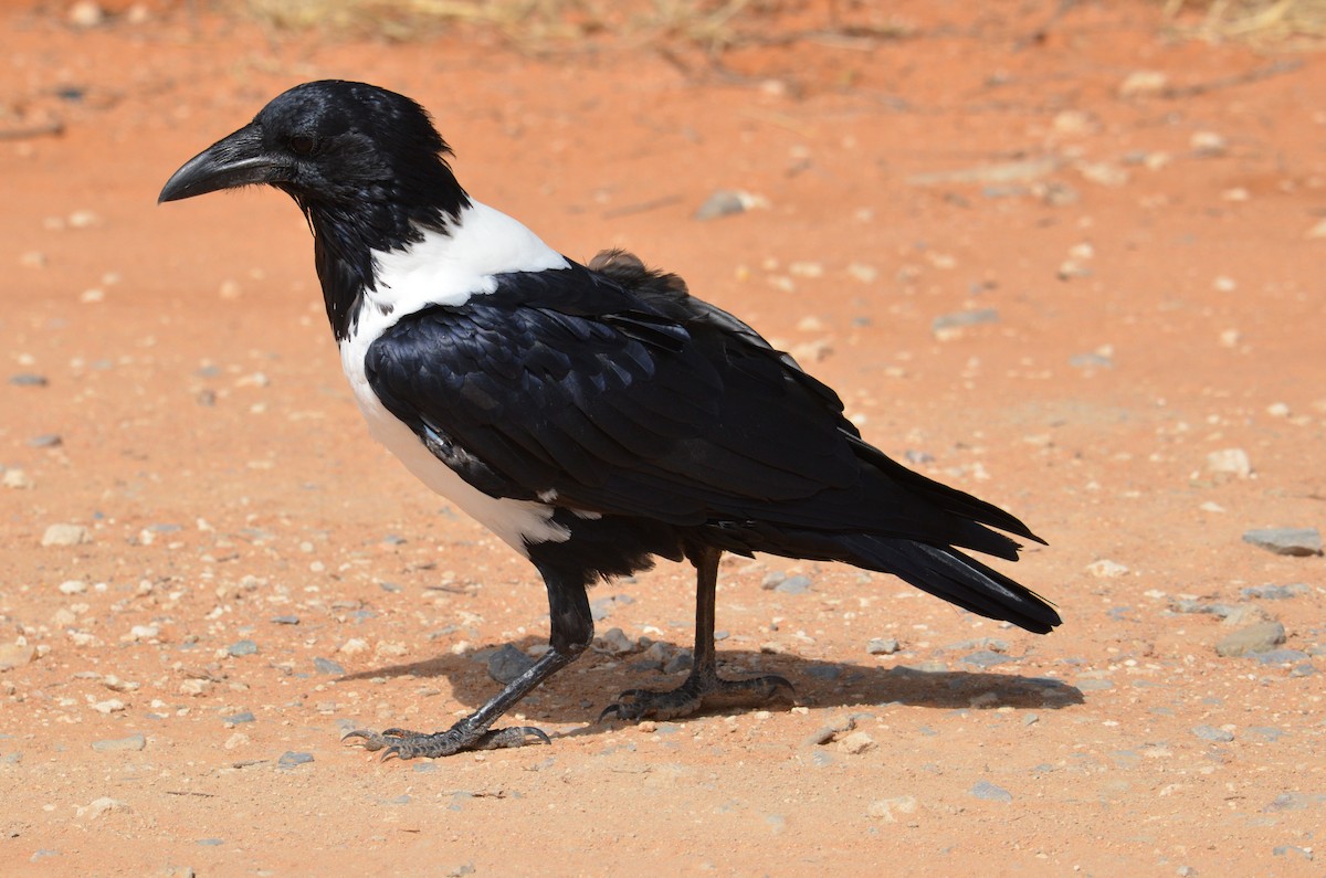 Pied Crow - ML513514511