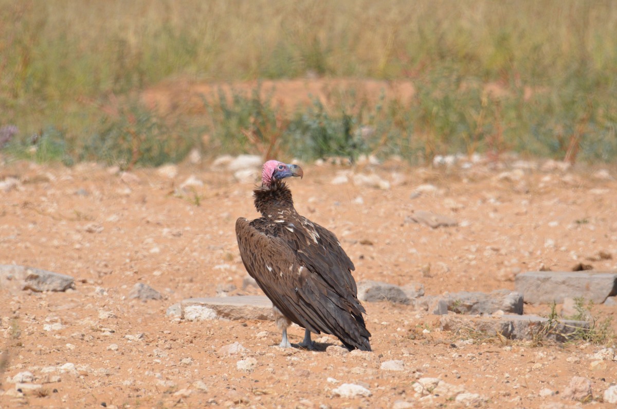 Sarkık Yanaklı Akbaba - ML513514521