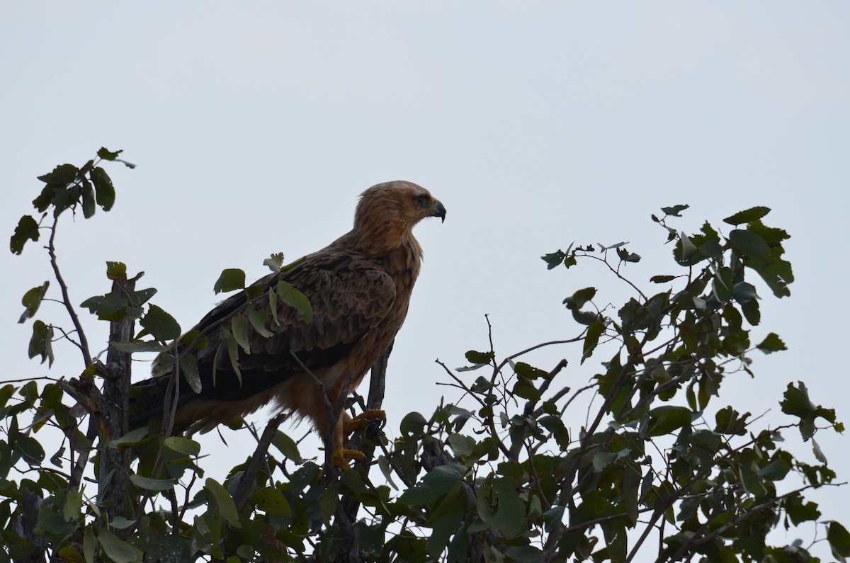 Águila Rapaz - ML513514541