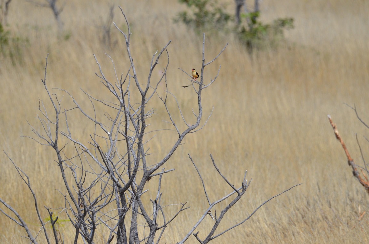 Shaft-tailed Whydah - ML513514591