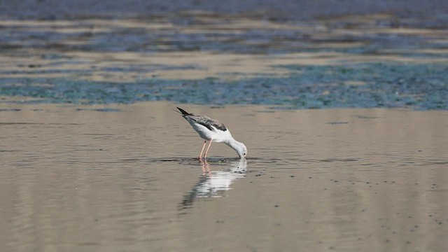 Black-winged Stilt - ML513514691