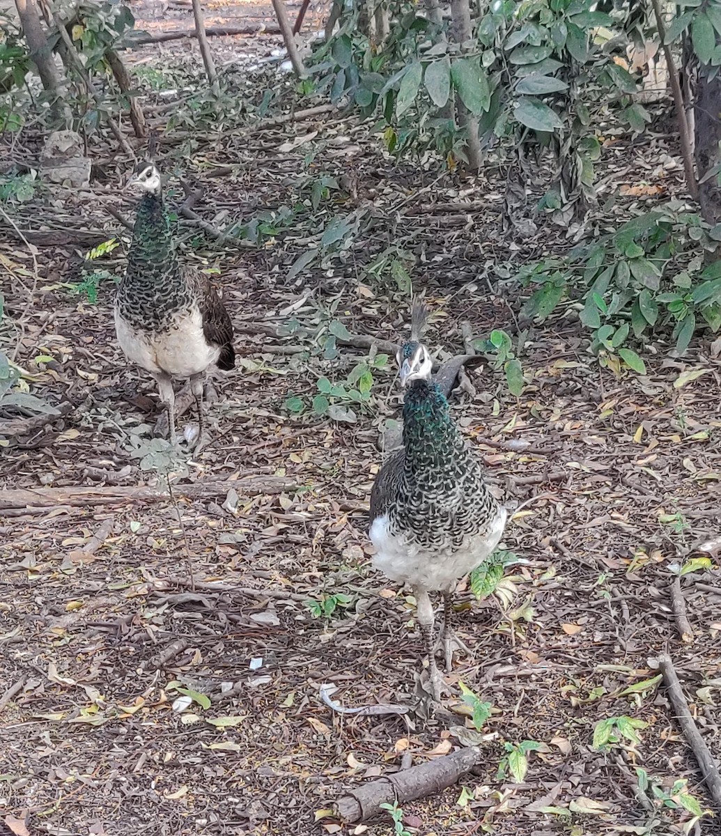 Indian Peafowl - Pradyut Baireddy