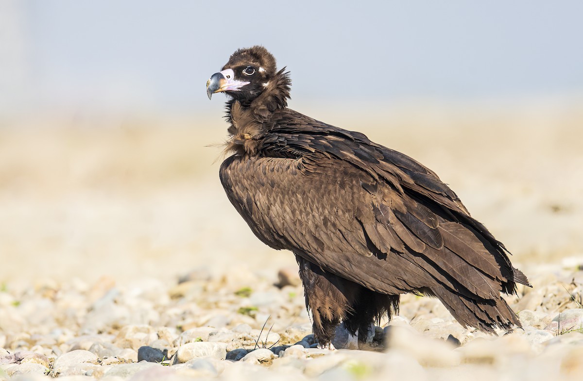 Cinereous Vulture - ML513515001