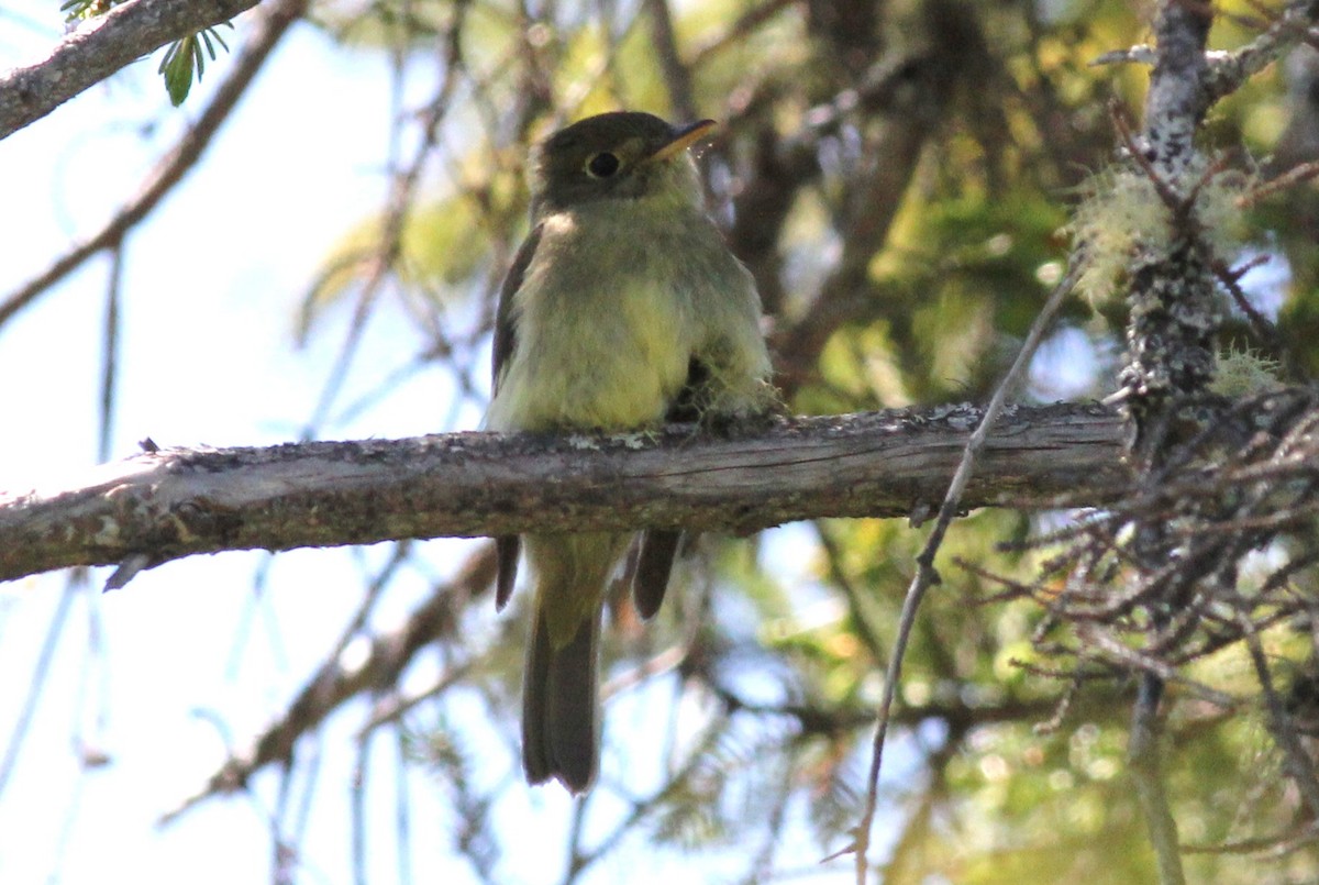 Yellow-bellied Flycatcher - Margaret Viens