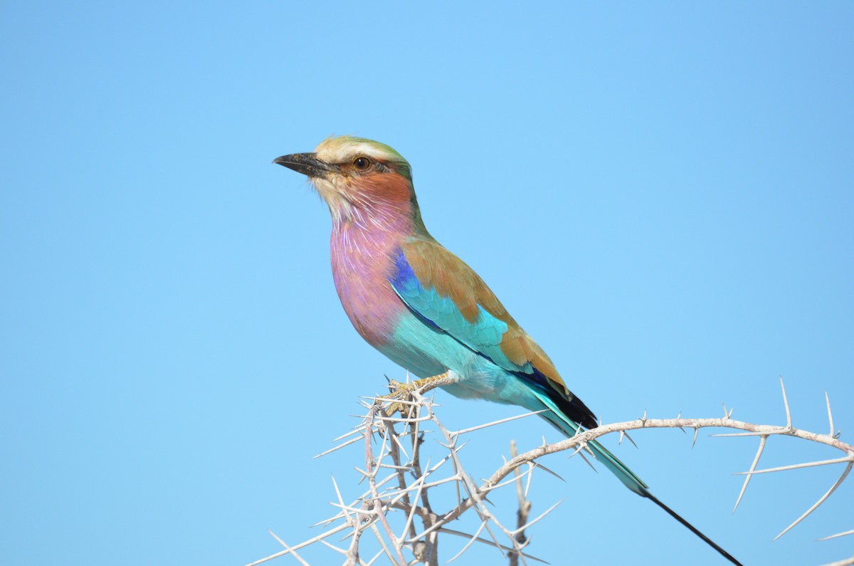 Lilac-breasted Roller - Philipp Straub