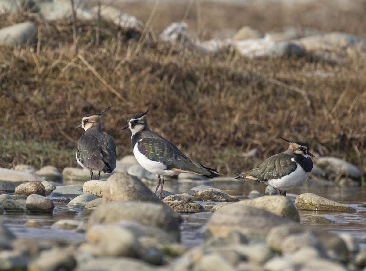 Northern Lapwing - ML513516761