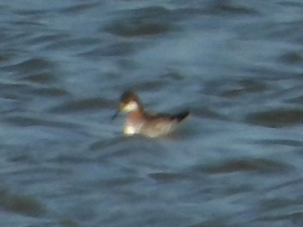 Red-necked Phalarope - ML513516811