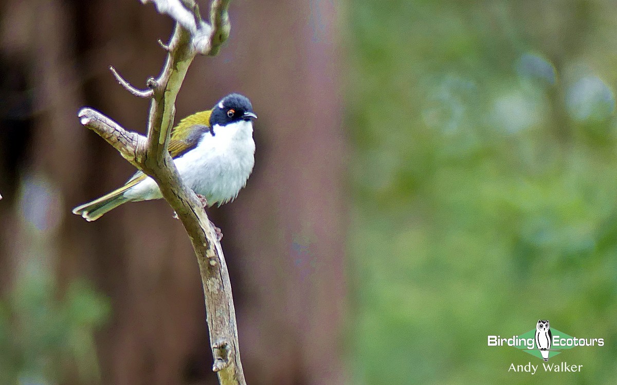 White-naped Honeyeater - Andy Walker - Birding Ecotours