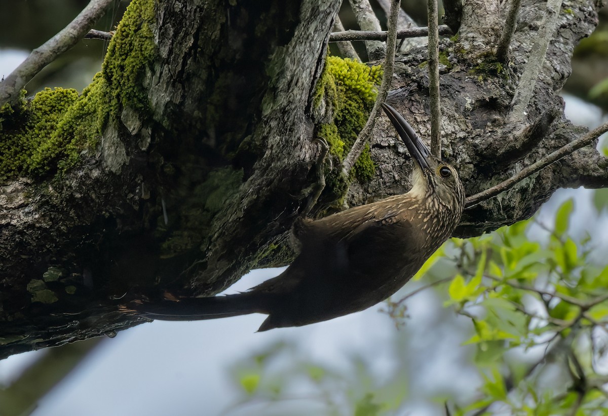 White-throated Woodcreeper - ML513517251