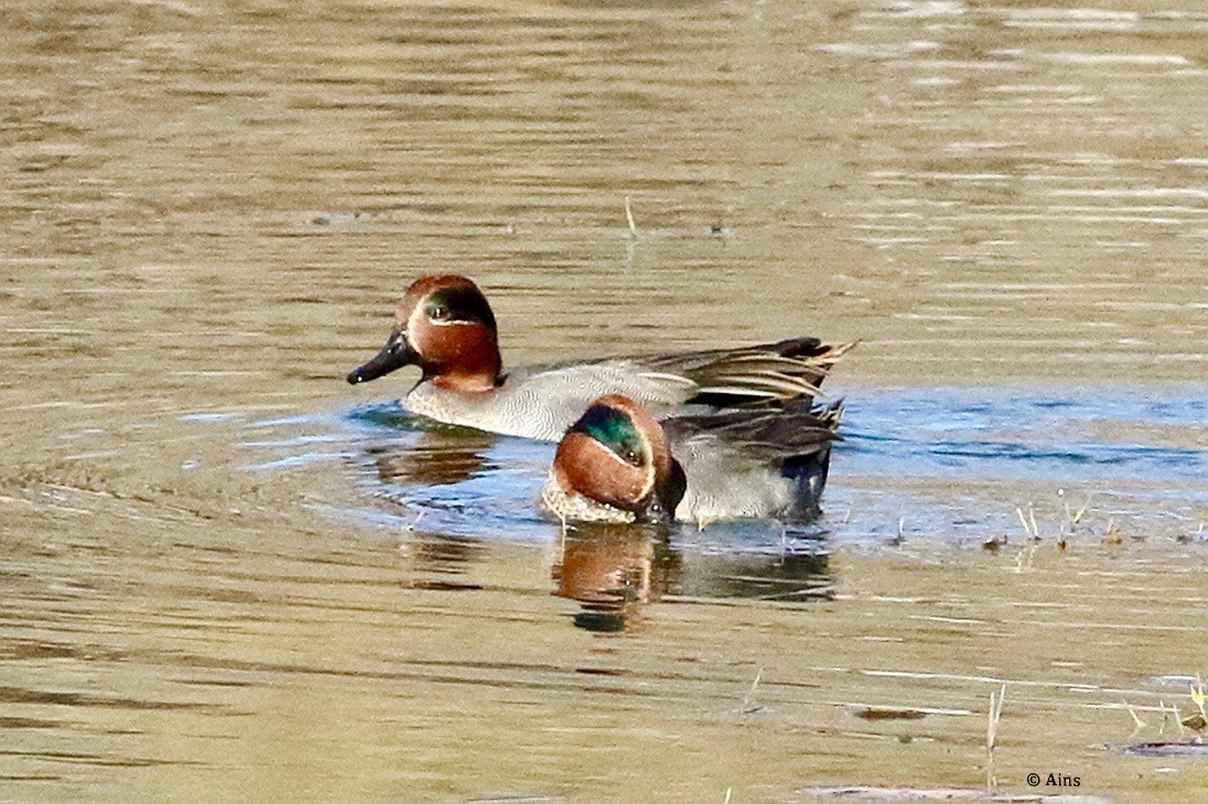 Green-winged Teal - ML513518031