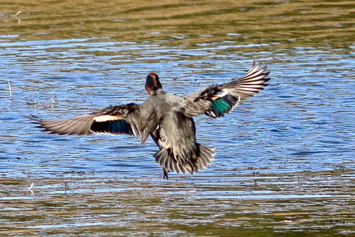 Green-winged Teal - ML513518041